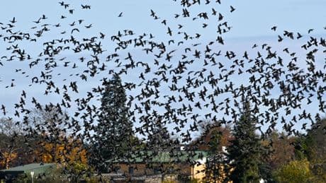 Vogelzug: Abflug oder nicht? Zugvögel immer öfter über Winter im Land