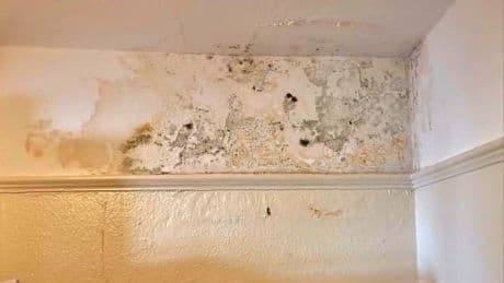 Landlords could be forced to ensure renters don’t live in damp and mould