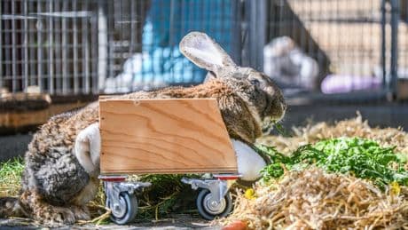 Tiere: Gelähmtes Kaninchen Hot Wheels rollt sich ins Leben zurück