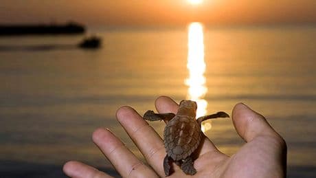 Panamá incauta 839 huevos de tortuga baula y se detiene a cuatro personas