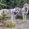 Meer wolven in ons land, maar aantal roedels neemt niet toe