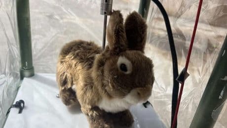Remote-controlled robot rabbits are being used to help solve Florida’s python problem
