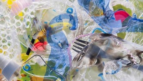 Kunststoffe: Wie Plastik krank macht