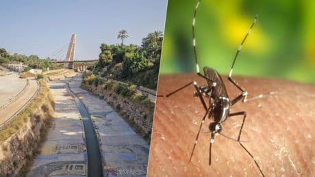 Elche sufre una molesta plaga de mosquitos tigre. Así que va a soltar 2,4 millones de mosquitos tigre para solucionarla