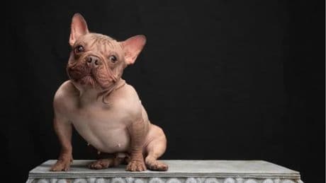 Découvrez Pétunia, une femelle bouledogue français sans poil, élue chien le plus laid du monde