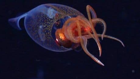 Vidéo. Un calamar colossal filmé pour la première fois dans son habitat naturel