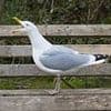 Seagulls are dive-bombing us in the garden, how do we get rid of them?
