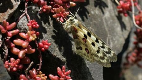 Apollofalter: Winzer erleichtert über mögliches Spritzen mit Hubschrauber