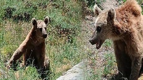 Bitlis Valiliği vatandaşları uyardı! Dikkat 'bozayı' çıkabilir
