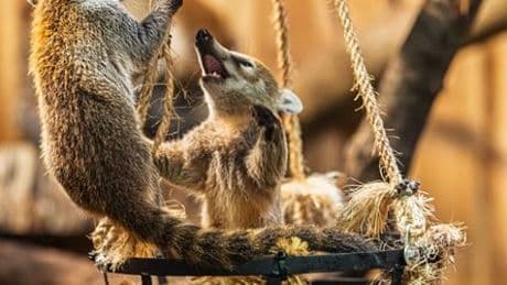 Hessen: Opel-Zoo präsentiert drei junge Weißrüssel-Nasenbären