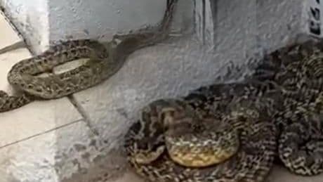 Okula girmeye çalışan devasa yılan panik yarattı!