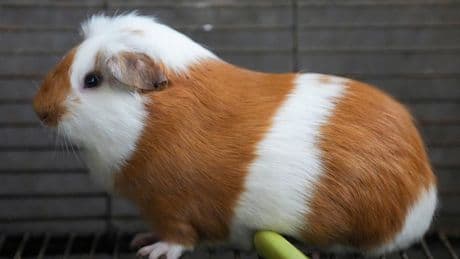Utah State University under fire after exposing animals to huge amounts of radiation and performing surgeries without pain medication, report says