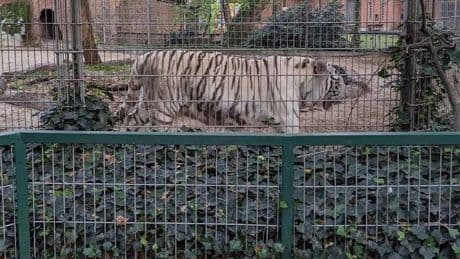Im Tierpark in Delbrück - Schwer verletzt! Tiger greift Pflegerin (33) an