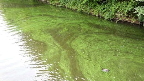 Großer Teich / Ricklinger Bad in Hannover: Region spricht Badeverbot aus