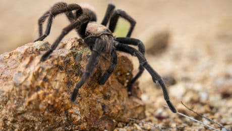 The tarantula invasion has begun! Here’s where you’ll need to watch your step