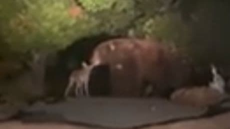 Bear spotted making friends with coyote in California