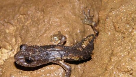 Cinque Terre, stop ai lavori nella cava Santa Croce per salvare geotritoni e pipistrelli