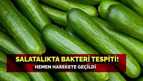Salatalıkta da bakteri mi olur! Bir ülkeyi alarma geçirdi: Tüm salatalıklar toplanıyor