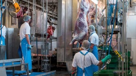 Bundesregierung: Neue Tierschutzbeauftragte will Kameras in Schlachthöfen