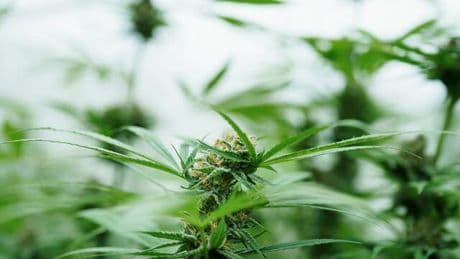 Cannabis-Boom: Rausch auf Rezept