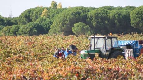 Viticultores valencianos cambian las variedades por el creciente interés en los caldos blancos