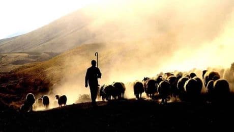 Çoban krizi büyüyor: Ücretler 130 bin liraya çıktı