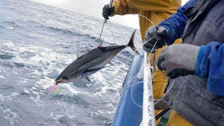 El lado oscuro del pescado que comemos: el sufrimiento mudo e invisible de los peces
