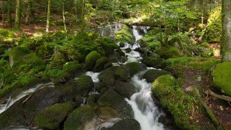 Climat : est-ce que la promesse de planter « un milliard d’arbres » est une bonne idée ?