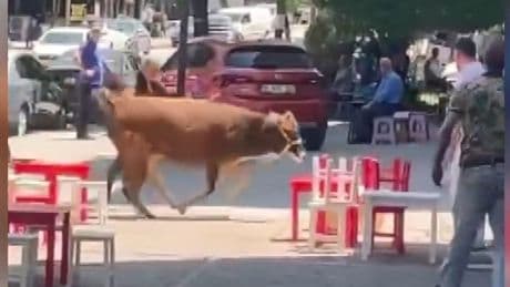 Sahibinin elinden kaçan kurbanlık, mahalleliyi peşinden koşturdu
