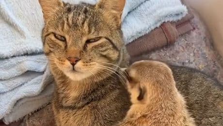 Tierisch verknallt - So niedlich schmusen Erdmännchen und Katze