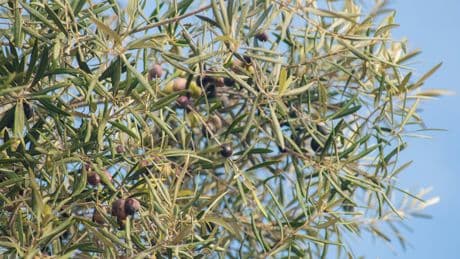 Una tormenta perfecta se cierne sobre el aceite de oliva español: calor, plagas y un problema de capacidad productiva