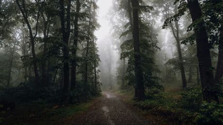 États-Unis: une femme retrouvée morte dans les bois il y a cinquante ans enfin identifiée grâce à la génétique