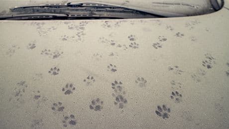 Katze oder Marder? So erkennen Sie die Spuren auf Ihrem Auto