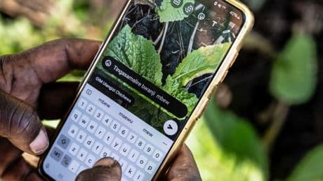 How Malawi is taking AI technology to small-scale farmers who don't have smartphones