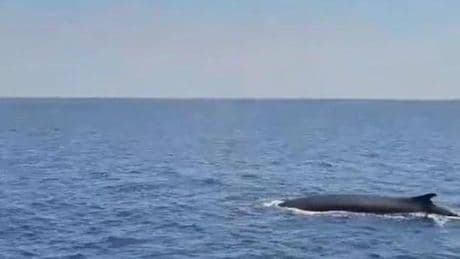 Avvistate quattro balenottere tra Lavagna e Sestri Levante | Video