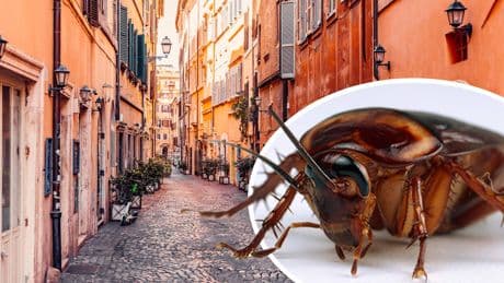 Insekten-Plage - Italienische Urlaubsorte voller Kakerlaken