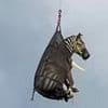 Pet zebra captured more than a week after it escaped home in Tennessee
