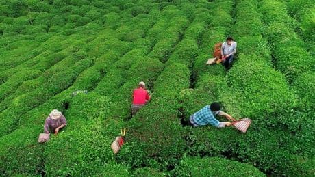 2025 çay bedeli ne kadar? Bakanlık yaş çay alım fiyatını açıkladı