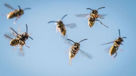 Experte warnt - Aggro-Wespen vermiesen unseren Sommer