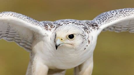 Meet The Biggest Falcon In The World. Hint: It Lives On 3 Different Continents But Never Goes South Of The Equator