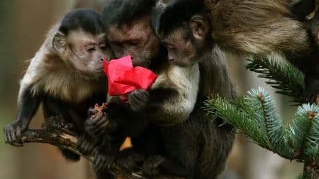 AI talent war poses a gnarly question: Are you a monkey or a missionary?