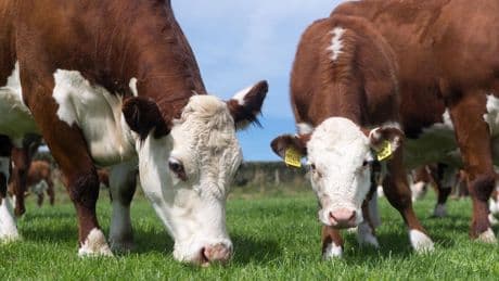 Could Sustainably-Farmed Cows Be Part Of The Climate Change Solution?