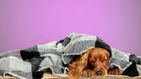 Anemia en perros: qué es, cómo reconocerla y cómo ayudarles