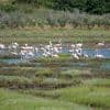 Großteil der Ernten vernichtet: Flamingos suchen italienische Reisfelder heim