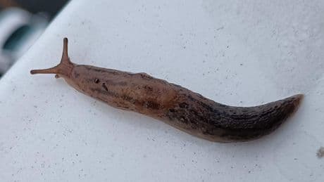 Unieke ontdekking, gewoon op balkon in Voorschoten: naaktslak met mini-penis
