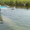 Scientists standing by to rescue rare manatee sighted in cold New England waters