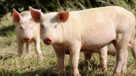 First ever pig lung transplant works in human for nine days – op could ‘alleviate current organ shortage’