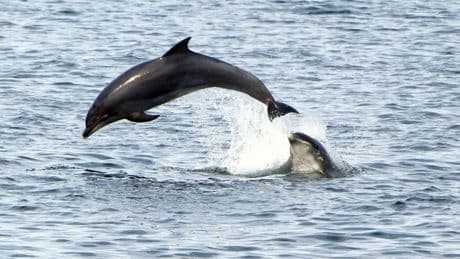 Man banned from chasing dolphins on his jet ski