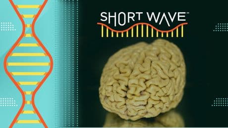 Why do some people's memories stay sharp as they age?