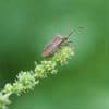 Neuer c’t Fotografie-Wettbewerb: Käfer und Insekten ins richtige Licht setzen